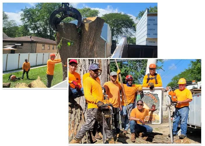 Tree Cutters Experts Inc — The Reliable Name in Chicago