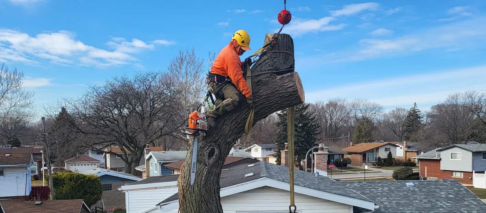 Tree care expert at work in Chicago