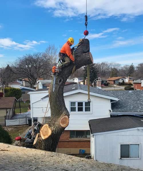 Tree service completed work — residential Chicago