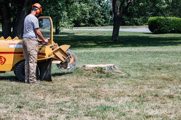 Stump grinding services Chicago