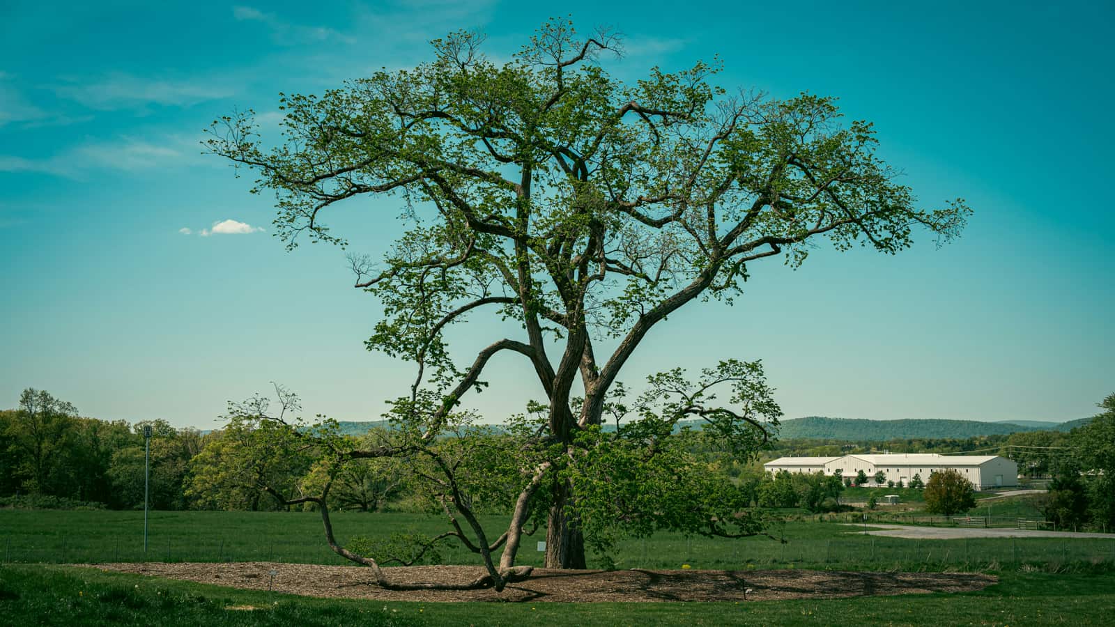 Expert tree pruning Chicago