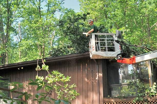 Safe tree removal Chicago