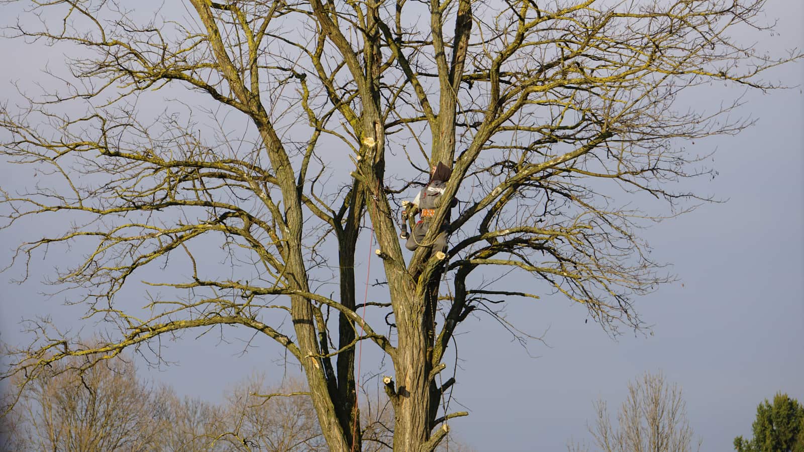 Comprehensive tree care services in Chicago
