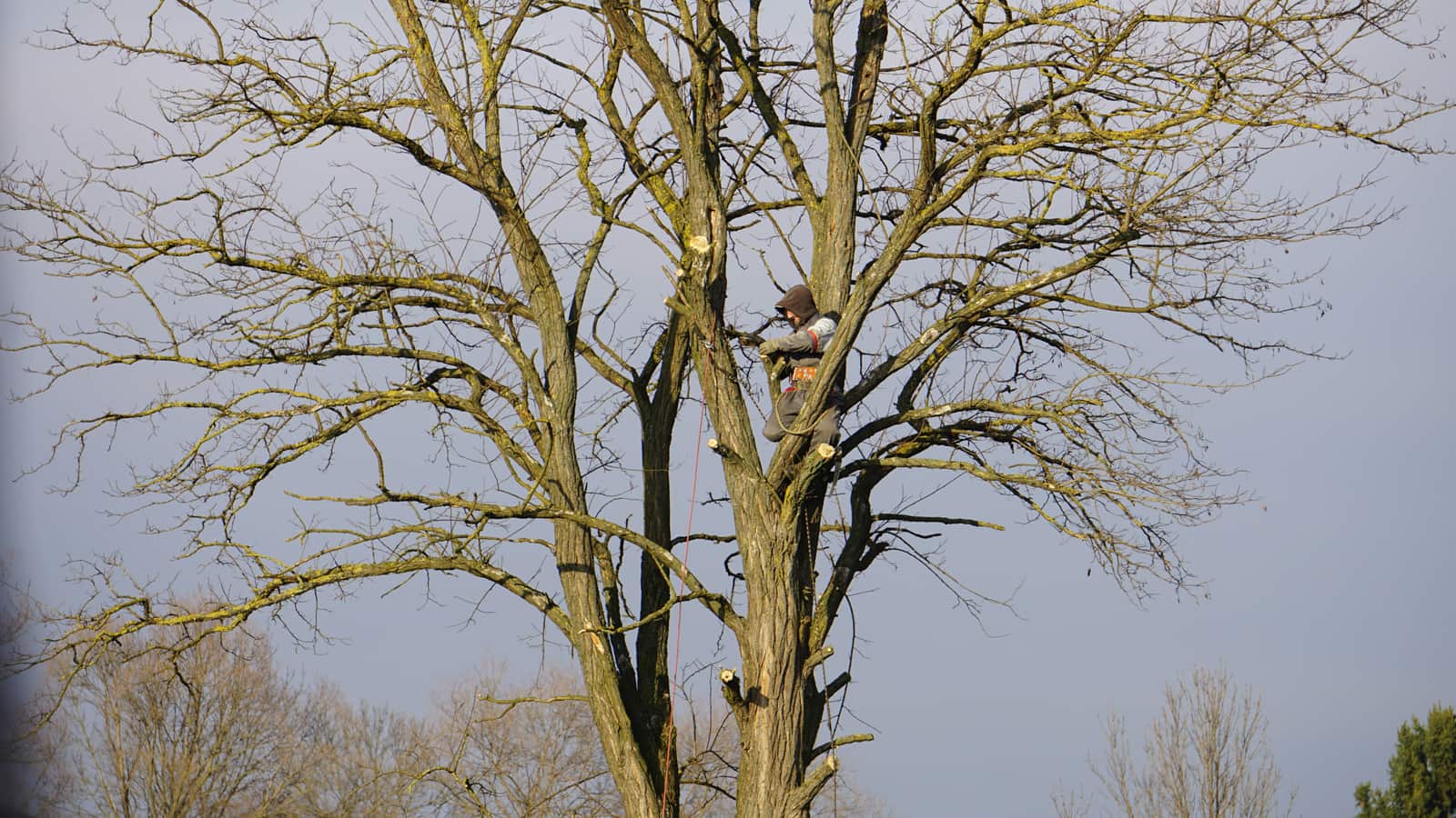 Professional tree trimming Chicago